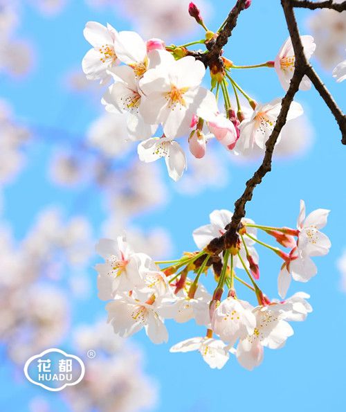 花都集團